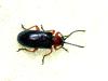 Oulema sp.